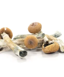 Wollongong Magische Paddestoelen