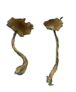 Alacabenzi-paddestoelen