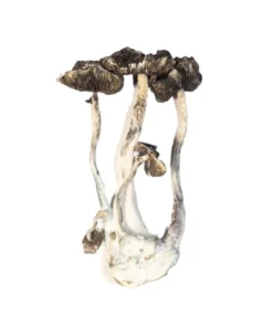 Albino A+ Paddestoel