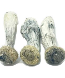 Albino Penis Envy Paddestoelen