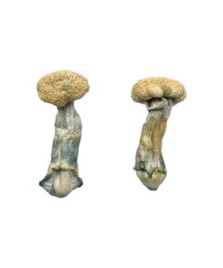 Paddestoel van Treasure Coast