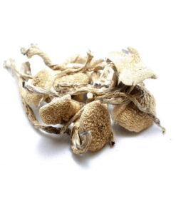 Amazone-paddestoelen