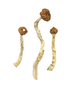 Koop Arenal vulkaan paddenstoelen