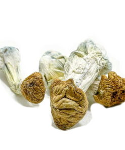 Aztec Gods Mushrooms