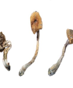 Koop B+ Magic Mushrooms online