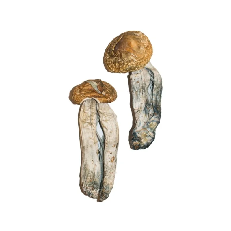 Koop Mexicaanse magische paddenstoelen