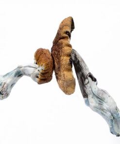 Blauwe gemene paddenstoel