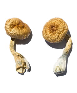 Cambodjaanse Gouden Paddestoel