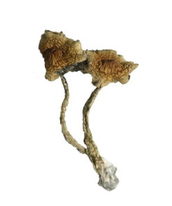 Cambodjaanse Paddestoelen