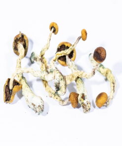 Kruipende paddenstoel