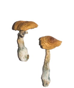 koop penis afgunst paddenstoelen