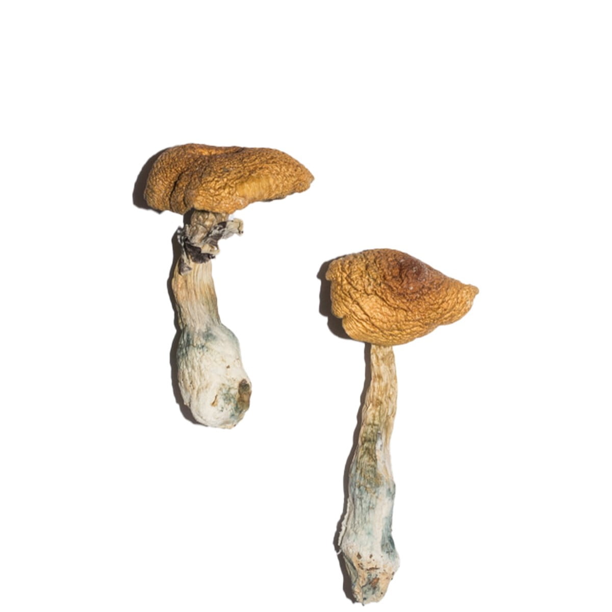 koop penis afgunst paddenstoelen
