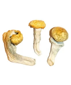 Penis jaloezie paddo's