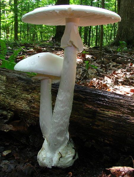 nederlandse champignons kopen